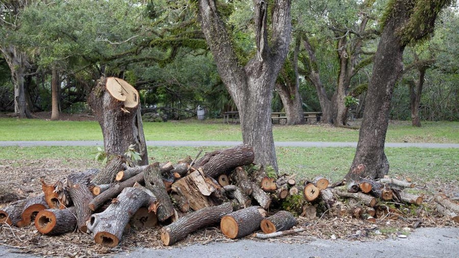 Removal of Tornado-Damaged Trees in Clear Zone