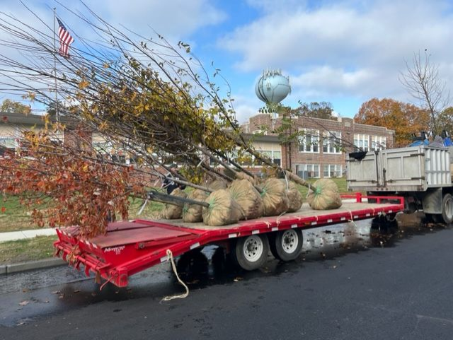 17 New Shade Trees Planted at Wenonah Elementary School